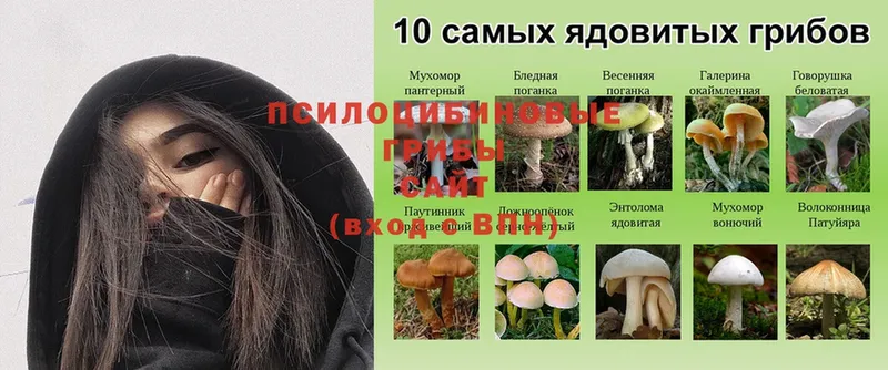 маркетплейс клад  где продают   Ликино-Дулёво  Псилоцибиновые грибы MAGIC MUSHROOMS 